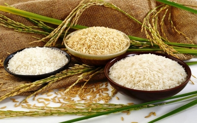 *از فاجعه هدررفت تا کمبود و گرانی برنج*  