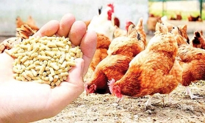 وقتی خوراک دام طلا می‌شود